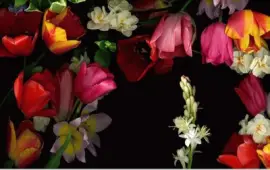 primavera jigsaw puzzle