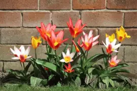 Color- Colorido, flora.jpg