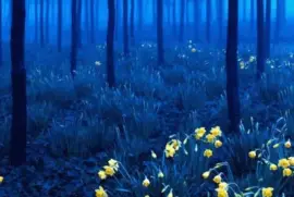 Black Forest