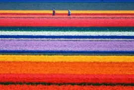 Tulip Fields of the Netherlands