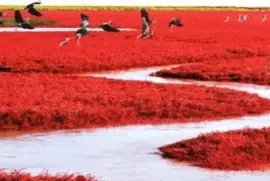 Red Beach Panjin