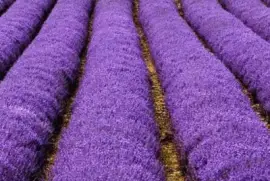 Rows of Lavender
