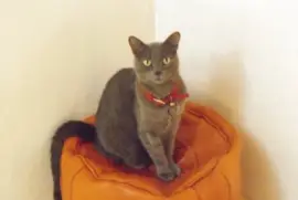 micia micia jigsaw puzzle