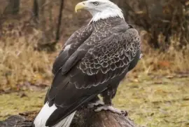 eagel