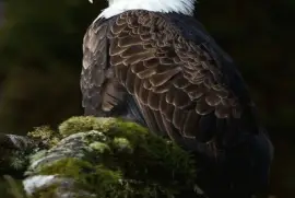 eagel