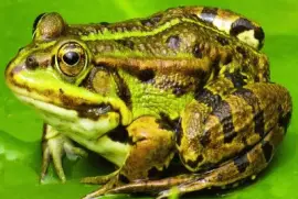 Animales- Rana, Anfibio.
