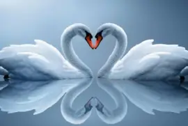 Cisnes-corazÃ³n-Reflejo.