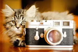 Gatito-JuguetÃ³n-CÃ¡mara