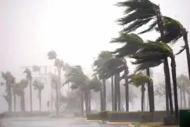 Ãrvores Tempestade