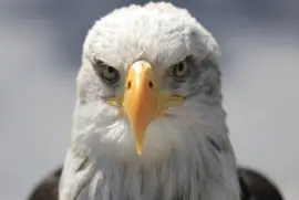 Aguila Calva- Ave de RapiÃ±a.