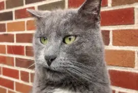 Gato-Cara,Mascota jigsaw puzzle