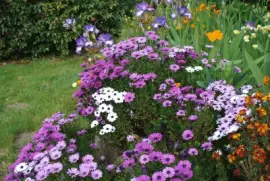 fleurs jigsaw puzzle