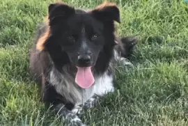 samson jigsaw puzzle