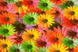 Colorido-Floral jigsaw puzzle