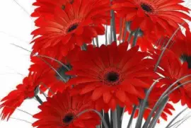 imagens jigsaw puzzle