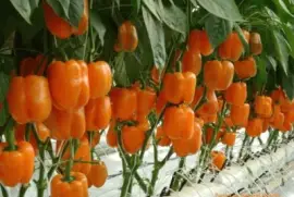 imagens jigsaw puzzle