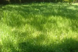 Grama Alta jigsaw puzzle