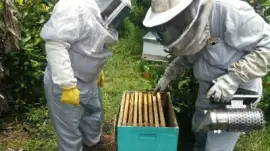 apiario monte grande