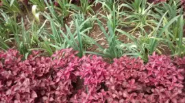 flores jigsaw puzzle