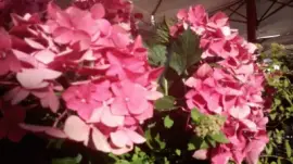 flores jigsaw puzzle