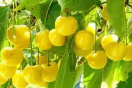 imagens jigsaw puzzle