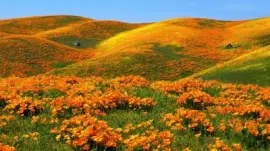 imagens jigsaw puzzle