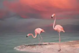pink-flamingo