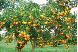 Laranjeira jigsaw puzzle