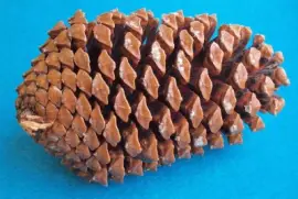 Conos de Pino de Playa