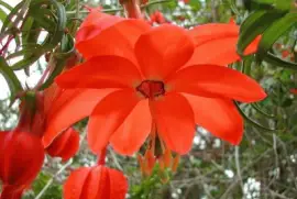 imagens jigsaw puzzle