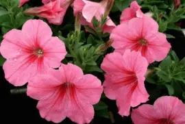 imagens jigsaw puzzle