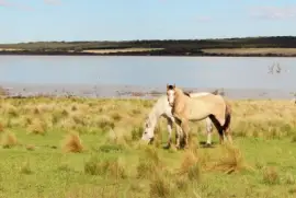 caballos jigsaw puzzle