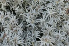 Thuringia 08.17 jigsaw puzzle