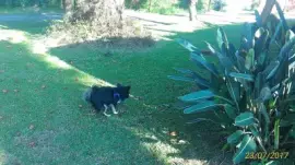 Nick Cagando jigsaw puzzle