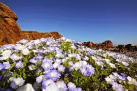 NATUREZA jigsaw puzzle