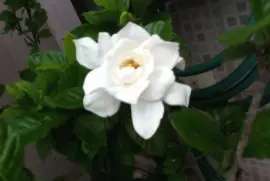 Gardênia jigsaw puzzle