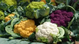 cavolfiore jigsaw puzzle