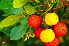 פאזל של corbezzolo