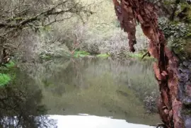 Polilepis-El Angel-Carchi Ecuador