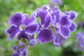 Flores de nomeolvides