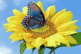 Mariposa-Flor. jigsaw puzzle