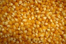 Milho de Pipoca jigsaw puzzle