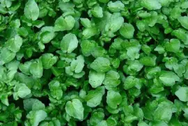 AgriÃ£o jigsaw puzzle