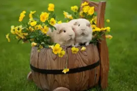 abib21 jigsaw puzzle