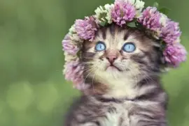 akwfih1 jigsaw puzzle