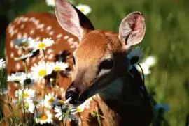 fawn jigsaw puzzle