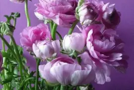 imagens jigsaw puzzle