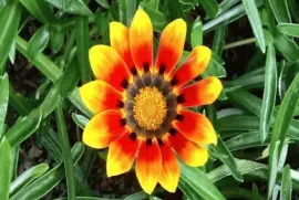 Gazania- Flor. jigsaw puzzle
