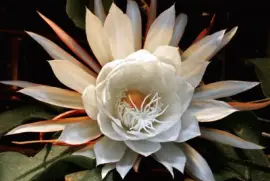 èŠ±3 jigsaw puzzle