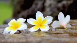 é›žè›‹èŠ± jigsaw puzzle